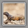 Bonaire Whiptail Lizard